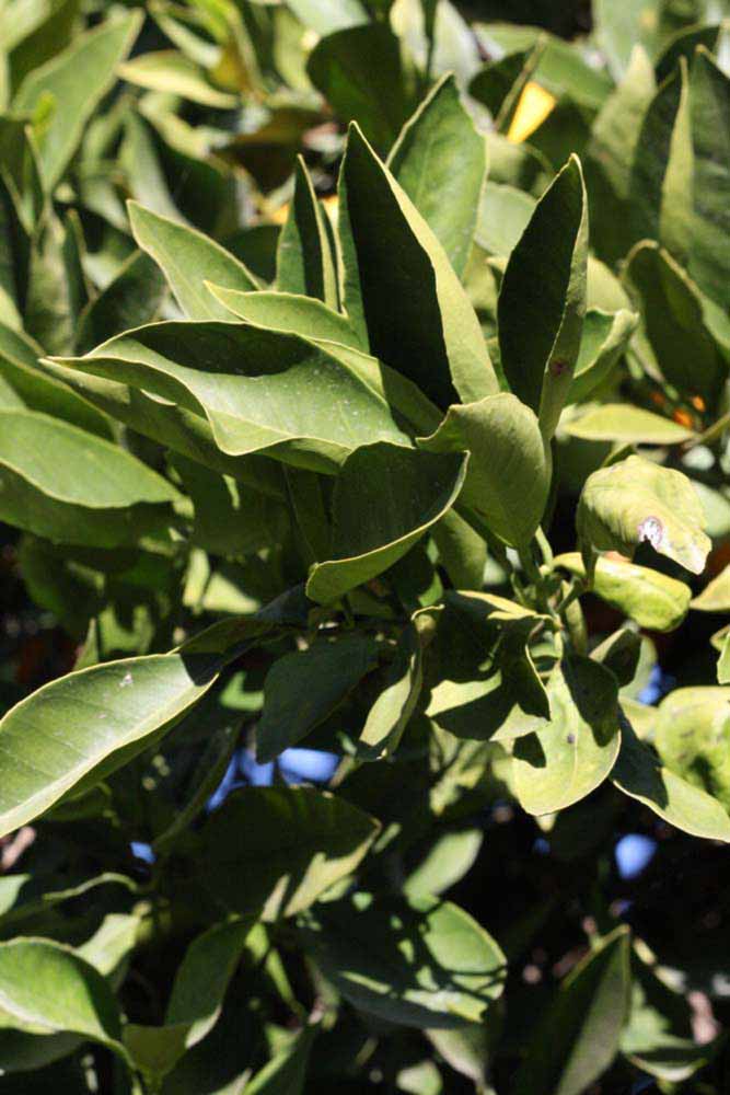            Sun leaves (Riverside, CA)   